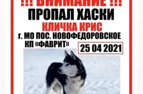 Пропала собака Хаски в коттеджном посёлке Фаворит, Москва