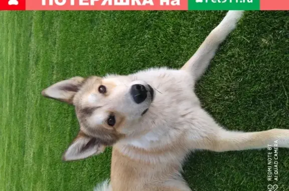 Пропала собака Лайка в Солнечногорске