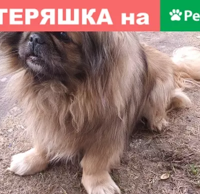 Старая собака найдена в Ярославле
