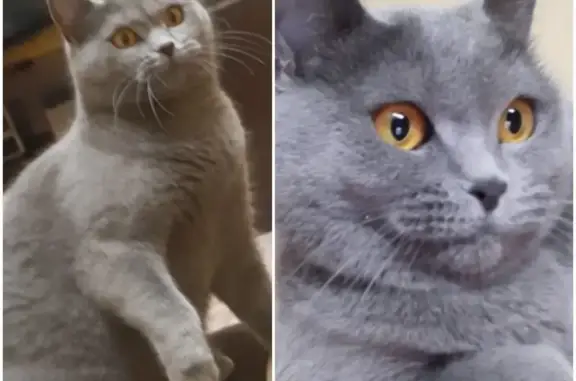 Кошки потеряшки, Казань, фото: Потеряшка кошка Трикси в Казани