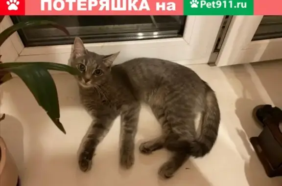 Пропала кошка в Марьиной Роще, Москва - нужна помощь!
