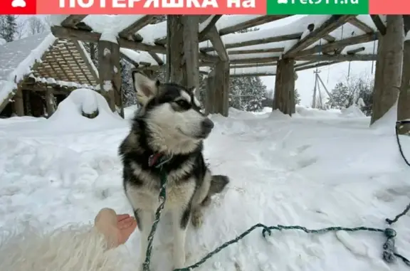 Пропала собака Бритни в Кирове - ВОЗНАГРАЖДЕНИЕ!