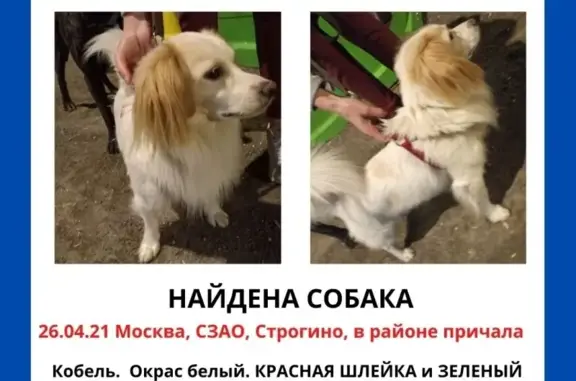 Собака кобель найдена в Москве