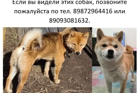 Пропала собака в деревне Эстачи, Казань.