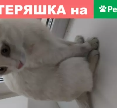 Белая кошка найдена в Екатеринбурге