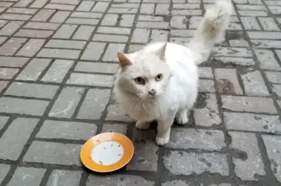 Белая пушистая кошка в Санкт-Петербурге