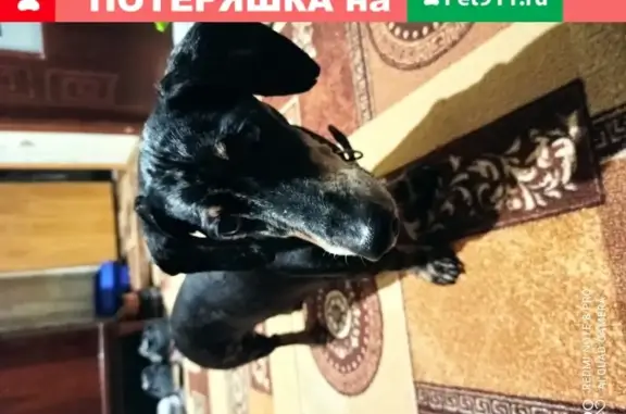Собака Такса найдена в Королёве