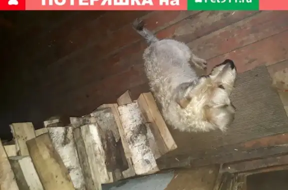 Собаки потеряшки, Санкт-Петербург, фото: Потеряшка собака в Санкт-Петербурге.