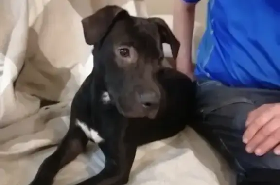 Найден щенок в Москве: метис, чёрный окрас