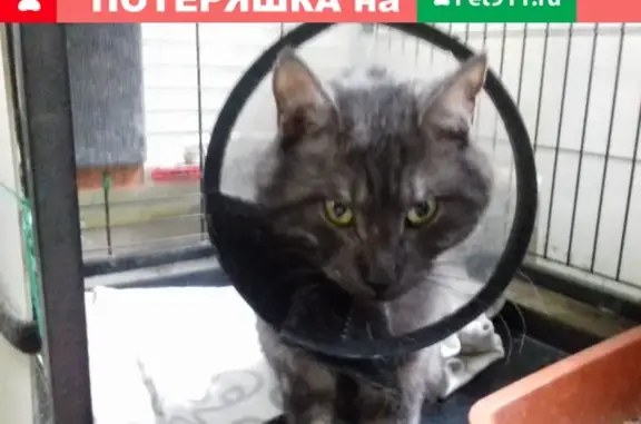 Найден кот с ошейником в Москве.
