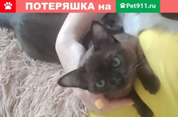 Пропала кошка Злата в Сватково, Московская область