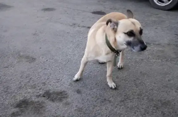 Найден пёс на остановке Шатура, Челябинск