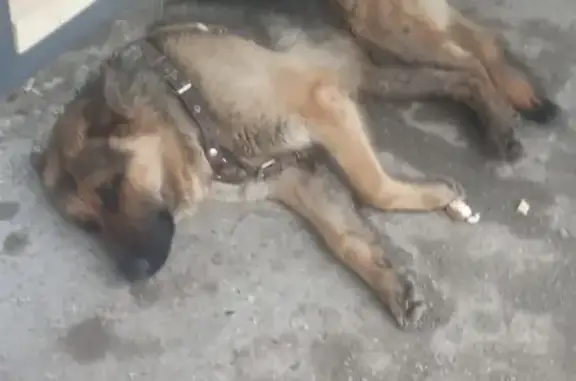 Найдена собака в Парковом микрорайоне, Пермь