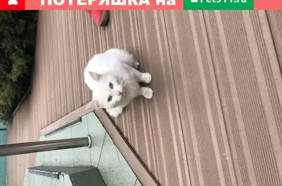 Найдена белая кошка во дворе дома в Саратове