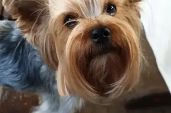 Потерянные животные Калининград, фото: Пропала собака на ул.О.Кошевого, Калининград, тел. 89114523303