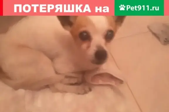 Найдена собака в Красноярске на улице Шахтёров