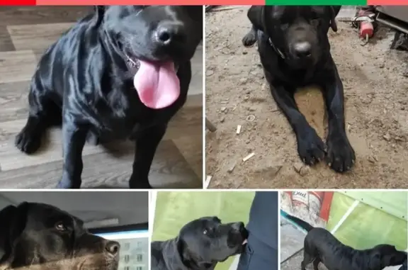 Собака найдена на дачном массиве в Самаре