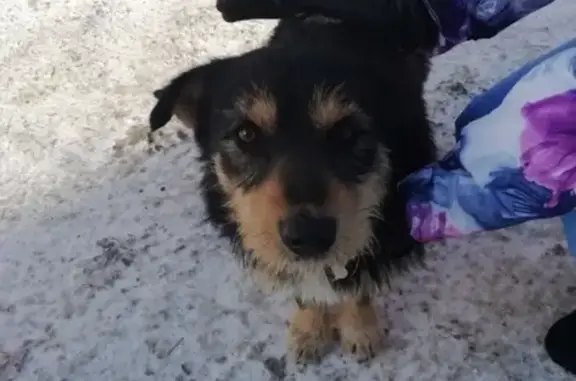 Пропала собака на улице Ткачёва, Оренбург