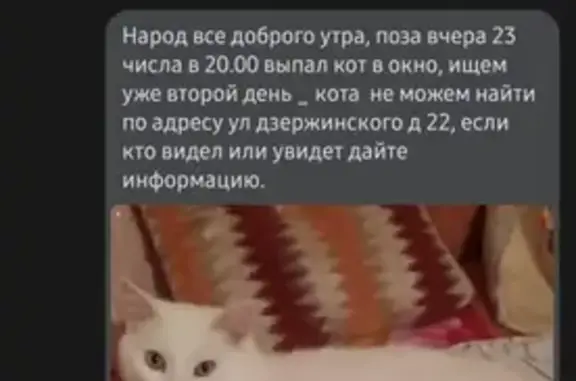Пропала кошка в Воскресенске на ул. Дзержинского