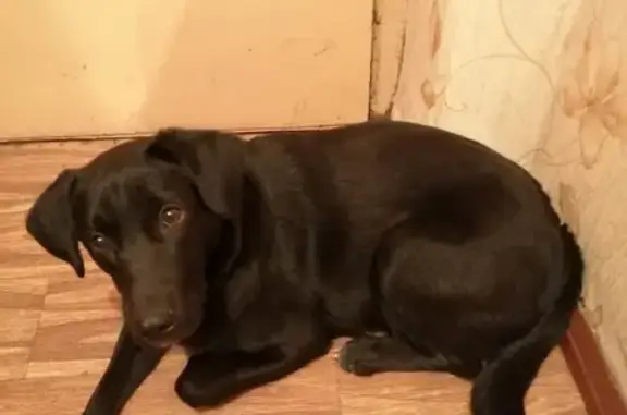 Найдена собака на ул. Матвеева в Чите