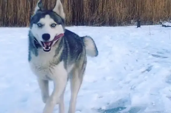Собаки потеряшки, Ульяновск, фото: Потеряшка собака Тайга в поселке Сельдь, Ульяновск