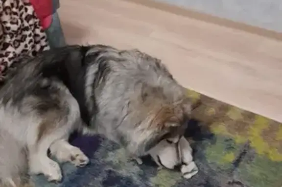 Собаки потеряшки, Барнаул, фото: Потеряшка собака Барни в Барнауле.