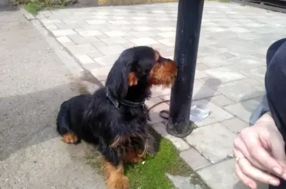 Собака Такса найдена возле павильона на Индустриальной, Краснодар