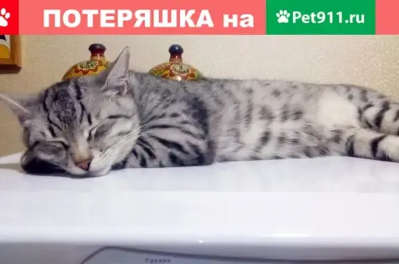 Пропала кошка Кисаня в Первомайске