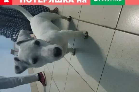 Собака найдена в Ставрополе с розовым ошейником