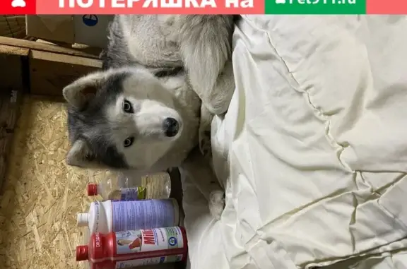 Найдена собака Хаски на ул. Соколова в Краснодаре