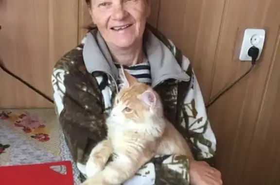 Кошки потеряшки, Санкт-Петербург, фото: Потеряшка кошка в Красносельском районе СПб