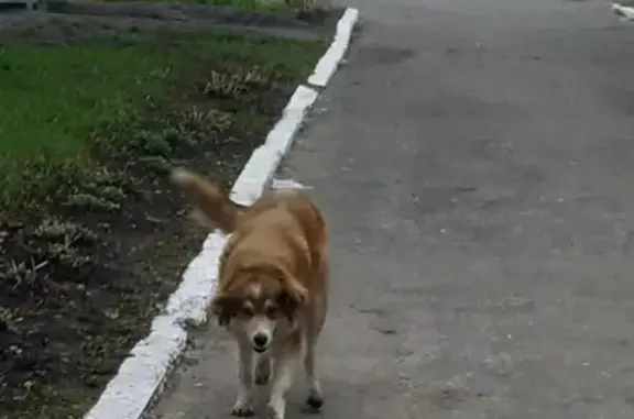 Найдена добрая собака на улице Тепличной