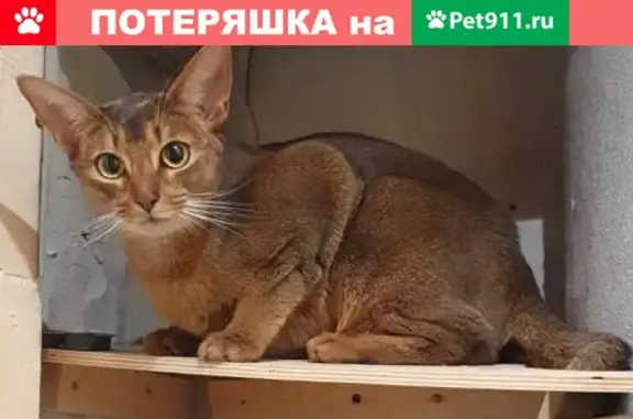 Пропала кошка в д.Ярцево, Москва, вознаграждение гарантируем