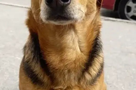 Найденные животные Калининград, фото: Найдена домашняя собака на ул. Озерная, Калининград