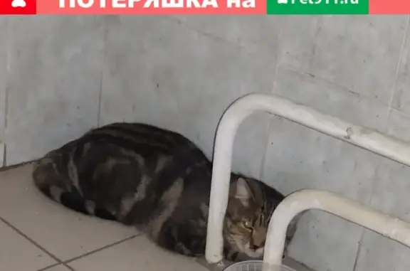 Кот найден в подъезде в Москве