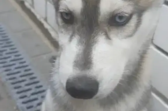 Собака Хаски найдена в Балахне