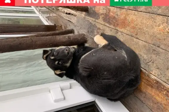Найден щенок в Московской области