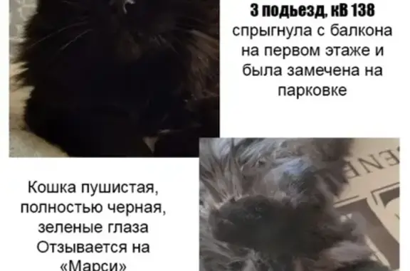 Пропала черная кошка Марси в Томске
