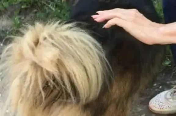 Собаки потеряшки, Нижний Новгород, фото: Потеряшка собака с зелёной биркой в Н. Новгороде