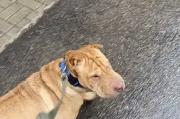 Собаки потеряшки, Санкт-Петербург, фото: Потеряшка собака Арчи на Среднерогатской улице, СПб