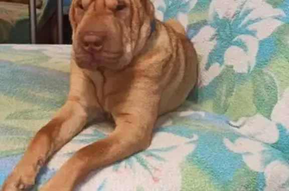 Собаки потеряшки, Санкт-Петербург, фото: Потеряшка собака в Санкт-Петербурге: Арчи, рыжий шарпей на Пулковском шоссе 24.