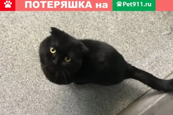 Кошка с купированными ушами найдена в Москве