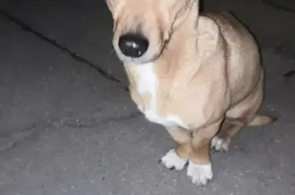 Найдена собака около подъезда в Москве