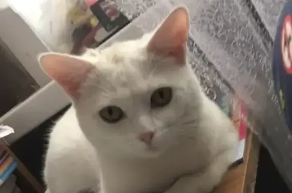 Объявления о пропавших и найденных животных, Саранск, фото: Пропала белая кошка 