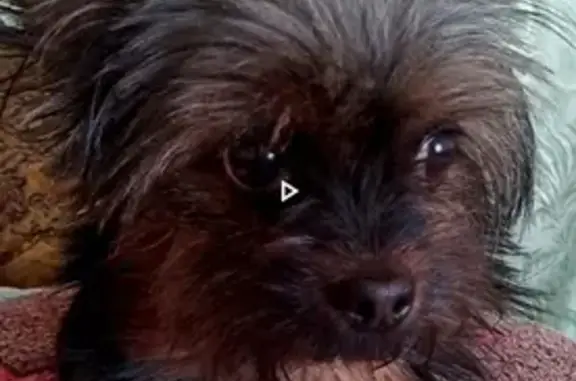 Собаки потеряшки, Томск, фото: Потеряшка собака йоркширский терьер на улице Ижевская