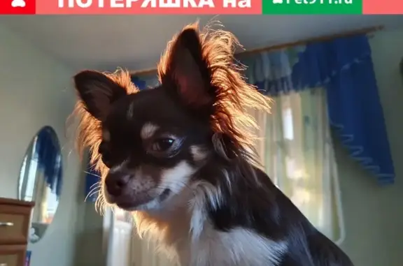 Собаки потеряшки, Тюмень, фото: Потеряшка собака на Широтной улице, Тюмень
