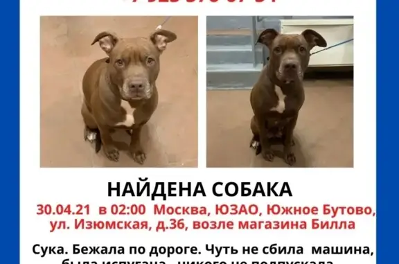 Собака Сука найдена на дороге в Москве
