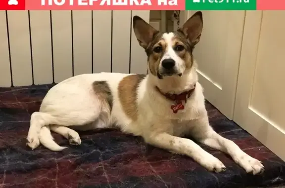 Собаки потеряшки, Нижний Новгород, фото: Потеряшка собака в лесопарке ОКА Россия, Нижний Новгород