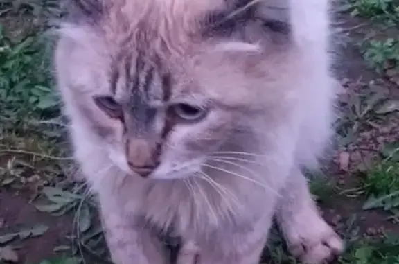 Найдена кошка с проблемной лапой в Чебоксарах