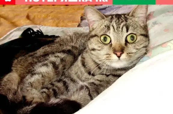 Найдена британская кошка на Гражданской улице 62к1 в Чебоксарах
